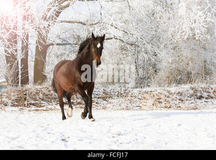 eine braune Holsteiner Stute trabt im Winter durch den Schnee Stockfoto