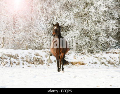 eine braune Holsteiner Stute trabt im Winter durch den Schnee Stockfoto