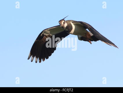 Europäischen gemeinsamen Kiebitz (Vanellus Vanellus) während des Fluges im Nahbereich Stockfoto