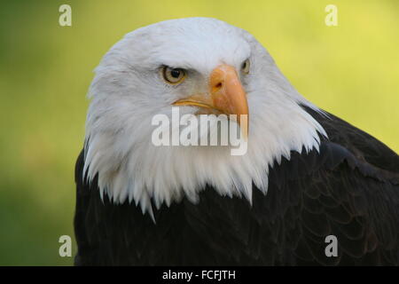 Ältere männliche nordamerikanische Weißkopf-Seeadler (Haliaeetus Leucocephalus) Porträt Stockfoto