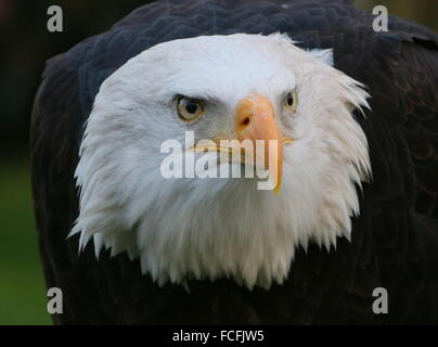 Reife nordamerikanische Weißkopf-Seeadler (Haliaeetus Leucocephalus), Nahaufnahme des Kopfes, starren Augen Stockfoto