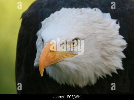 Reife nordamerikanische Weißkopf-Seeadler (Haliaeetus Leucocephalus), close-up der Kopf, intensive weit aufgerissenen Augen Stockfoto