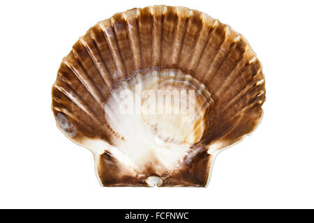 Schönen Meer Clam-Shell auf einem weißen Hintergrund isoliert Stockfoto