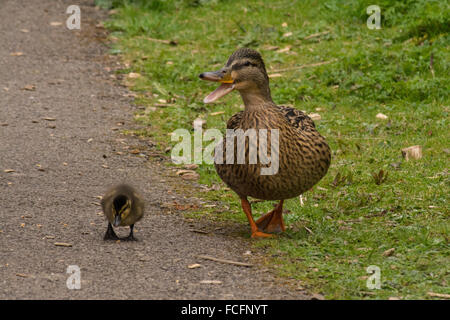 Weibliche Stockente (Anas platyrhynchos) neben Entlein und Quakend - humorvoll Bild. Tier Humor. Stockfoto