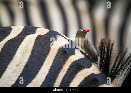 Rot-billed Büffel-Weber Specie Bubalornis Niger Familie der meisten Stockfoto