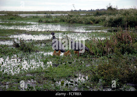 Südlichen Screamer paar mit jungen Stockfoto