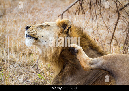 Lion Specie Panthera Leo Familie felidae Stockfoto