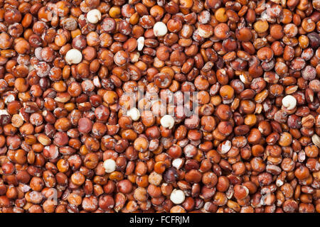 Roten rohen Quinoa Samen full-frame Stockfoto