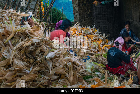 Frauen vom Stamm Monpa arbeiten zusammen, um die Schalen von der Maisernte vor hängen zum Trocknen zu trennen. Stockfoto