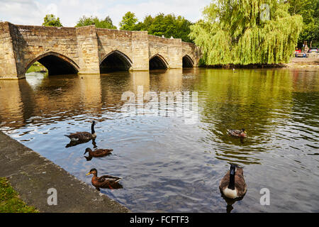 Kanadagänse und Enten im 13. Jahrhundert alte Brücke über den Fluss Wye in Bakewell, Derbyshire, England, UK. Stockfoto