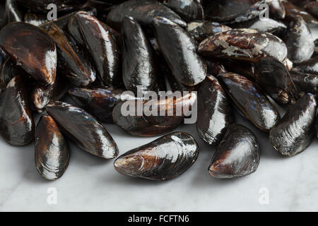 Frische ungekochte gemeinsame Muscheln in der Schale Stockfoto