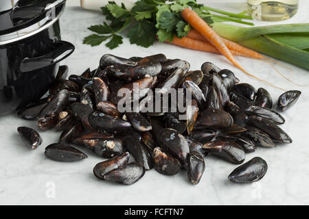 Frische ungekochte gemeinsame Muscheln in der Schale Stockfoto