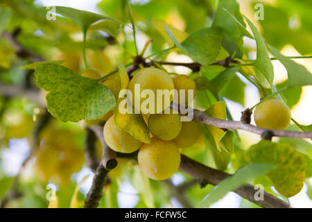 Reife Ginkgo Biloba Früchte auf dem Baum im Herbst Stockfoto