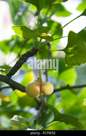 Reife Ginkgo Biloba Früchte auf dem Baum im Herbst Stockfoto