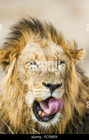 Lion Specie Panthera Leo Familie felidae Stockfoto