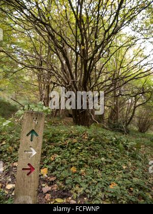 Rot grün-weiße Richtungspfeile auf Holzpfosten im Wald in Vereinigtes Königreich, Europa. Stockfoto