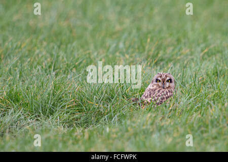 Kurzohrige Eulen / Sumpfohreule ( Asio flammeus ) versteckt sich im grünen Gras einer Weide, blickt über die Schulter, Wildtiere, Europa. Stockfoto