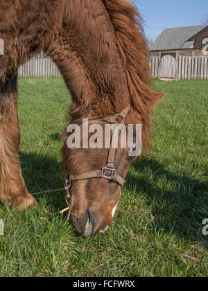 Nahaufnahme von rötlich brauner Pferdekopf Fütterung auf dem grünen Rasen in einem eingezäunten Bereich. Stockfoto