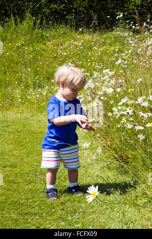 Kleiner Junge spielt in einem Feld von Blumen Stockfoto