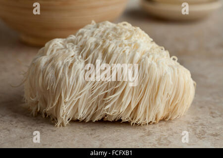 Einzelne Löwen Mähne Pilz Stockfoto