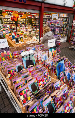 Feder Tulpenzwiebeln/Tulpen für Verkauf im Herbst auf der Amsterdamer Blumenmarkt - die Bloemenmarkt. Singel. North Holland. Die Niederlande Stockfoto