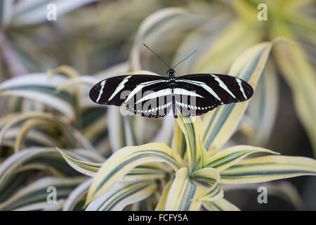 Ein Heliconius Charithonia oder Zebra Longwing Schmetterling Stockfoto