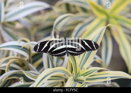 Ein Heliconius Charithonia oder Zebra Longwing Schmetterling Stockfoto