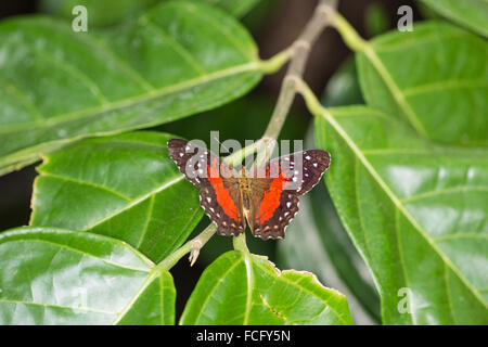 Scharlachrote Tagpfauenauge (Anartia Amathea) Stockfoto