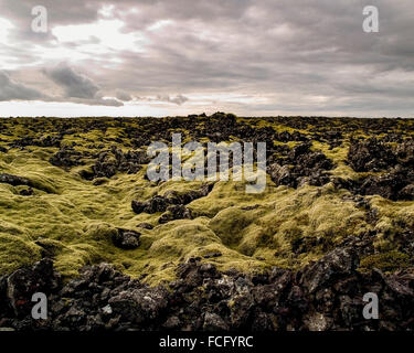 Grünes Moos über schwarze Lava-Gestein in einem großen Feld außerhalb von Blue Lagoon Spa in der Nähe von Keflavik auf Island. Stockfoto