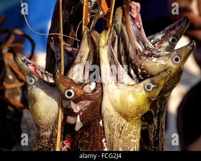 Breite klafft und weit aufgerissenen Augen gefangen frisch tropischen Muränen aufgereiht auf dem Fischmarkt am Strand von Matemwe Sansibar Stockfoto