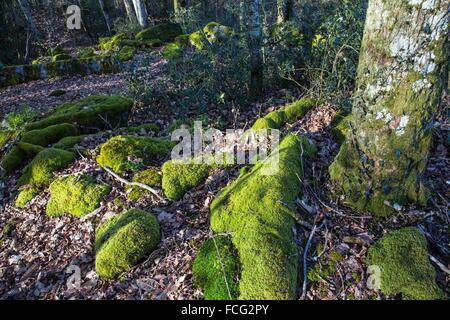 DIE PROVINZ BERRY, GEORGE SAND BLACK VALLEY Stockfoto