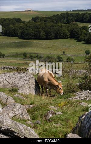 ABBILDUNG VON AVEYRON (12), FRANKREICH Stockfoto