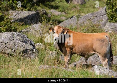 ABBILDUNG VON AVEYRON (12), FRANKREICH Stockfoto