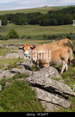 ABBILDUNG VON AVEYRON (12), FRANKREICH Stockfoto