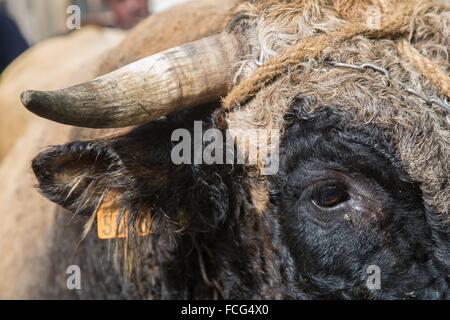 ABBILDUNG VON AVEYRON (12), FRANKREICH Stockfoto