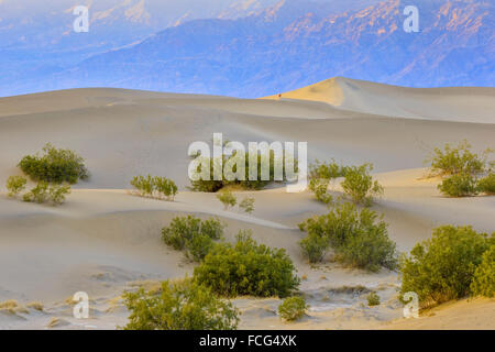 Mann fotografiert Ontop Mesquite Sanddünen im Death Valley, Kalifornien Stockfoto