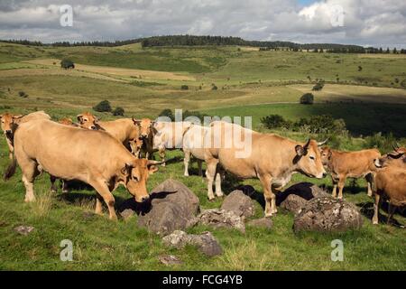 ABBILDUNG VON AVEYRON (12), FRANKREICH Stockfoto