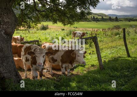 ABBILDUNG VON AVEYRON (12), FRANKREICH Stockfoto