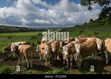 ABBILDUNG VON AVEYRON (12), FRANKREICH Stockfoto