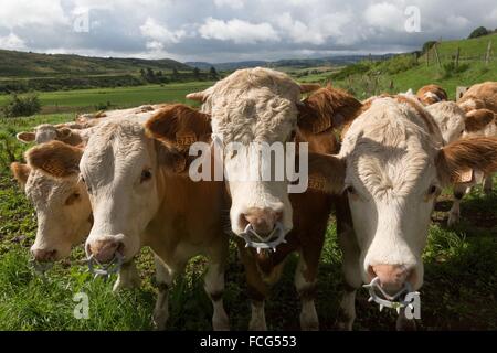 ABBILDUNG VON AVEYRON (12), FRANKREICH Stockfoto