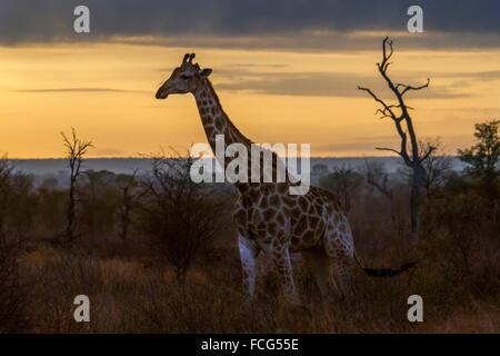 Giraffe Giraffa Specie Plancius Familie Giraffidae Stockfoto