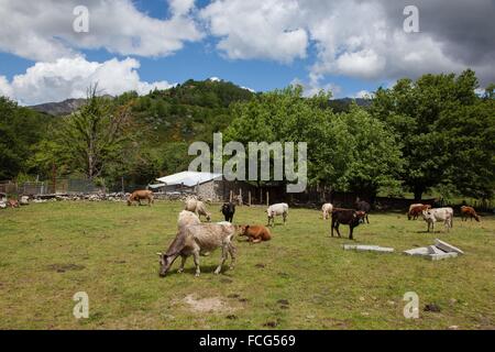 AUßENILLUSTRATION SÜD-KORSIKA (2A), FRANKREICH Stockfoto