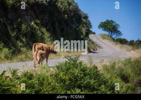 AUßENILLUSTRATION SÜD-KORSIKA (2A), FRANKREICH Stockfoto