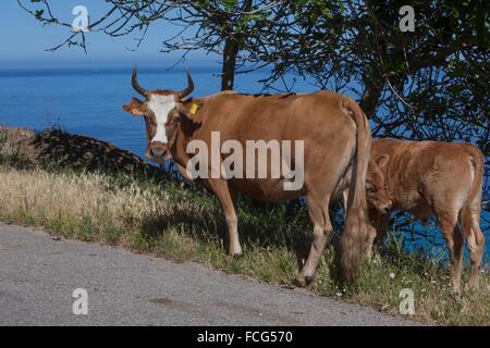 AUßENILLUSTRATION SÜD-KORSIKA (2A), FRANKREICH Stockfoto