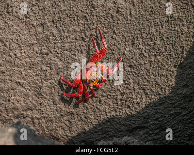 Rot und orange Sally Lightfoot Krabben auf schwarzen Lavagestein auf den Galapagos-Inseln, Ecuador. Stockfoto