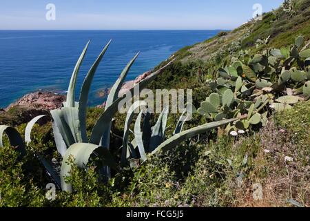 AUßENILLUSTRATION SÜD-KORSIKA (2A), FRANKREICH Stockfoto