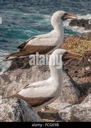 Zwei blaue Footed Boobies mit orangefarbenen Schnabel, stehend auf einem Felsvorsprung am Meer in Galapagos-Inseln, Ecuador. Stockfoto