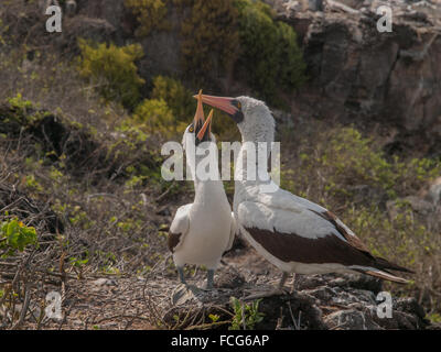 Paar von Blue Footed Boobies mit orangefarbenen Schnabel thront auf Felsen in Galapagos-Inseln, Ecuador Quäken. Stockfoto