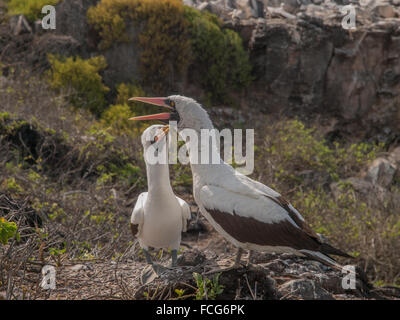 Paar von Blue Footed Boobies mit orangefarbenen Schnabel thront auf Felsen in Galapagos-Inseln, Ecuador Quäken. Einer der Vögel hält eine Stockfoto