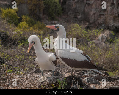 Paar von Blue Footed Boobies mit orangefarbenen Schnabel thront auf Felsen in Galapagos-Inseln, Ecuador Quäken. Einer der Vögel hält eine Stockfoto